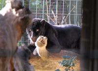 Imagine atasata: Zoo Berlin 0850.JPG